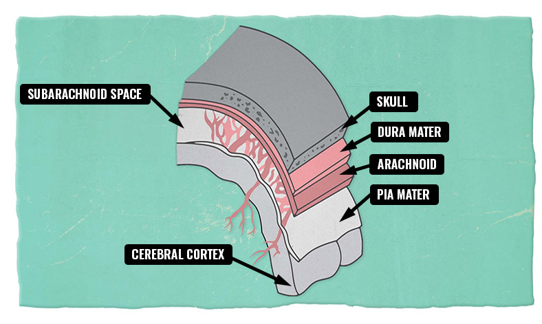 1.2_SkullCrossSection